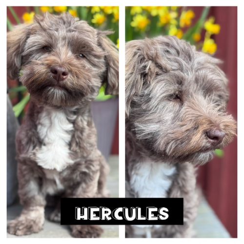 hercules