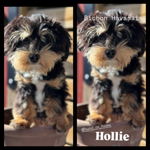 hollie