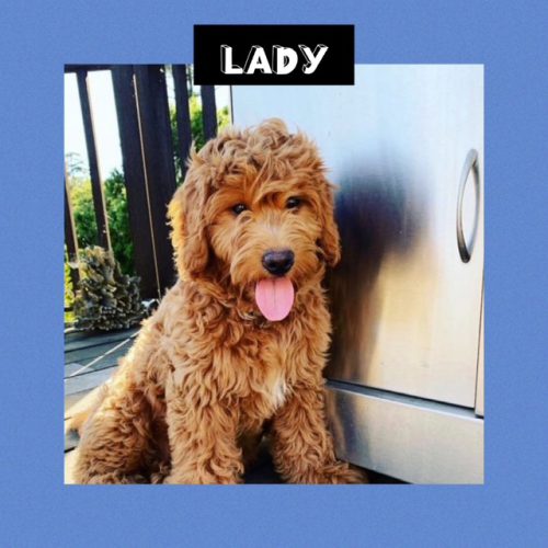 lady