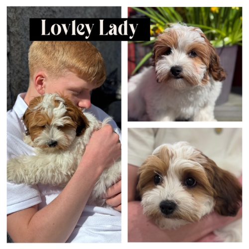 lovelylady