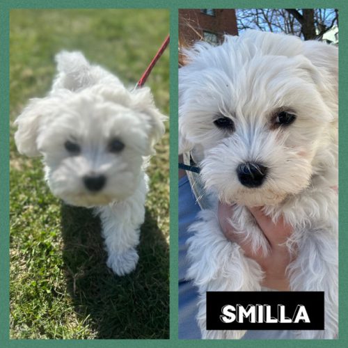 smilla